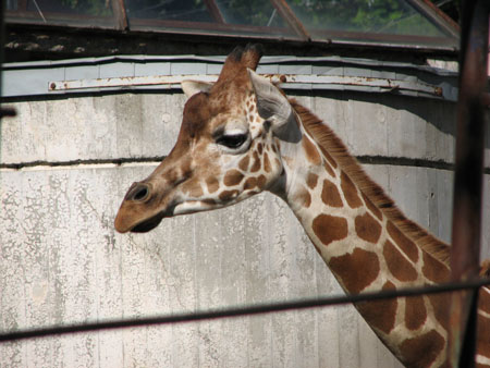 giraffe1