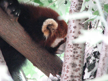 lesser-panda007