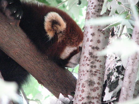 lesser-panda008
