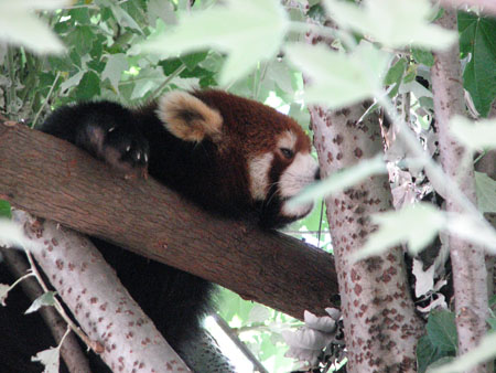 lesser-panda009