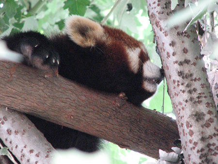 lesser-panda011