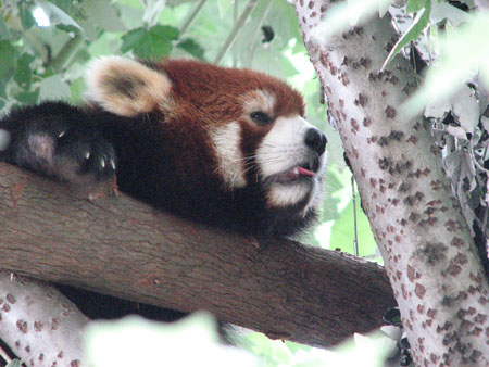 lesser-panda020