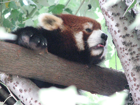 lesser-panda021
