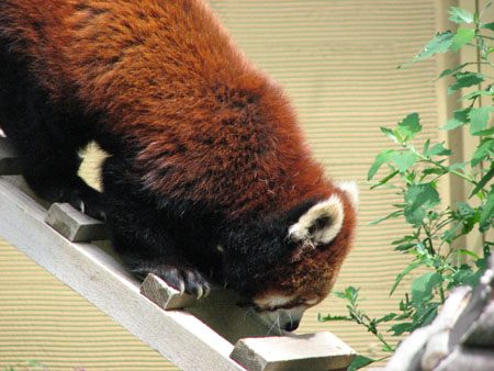 lesser-panda023