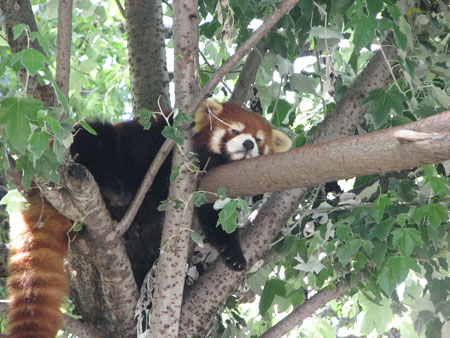 lesser-panda025