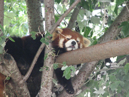 lesser-panda026
