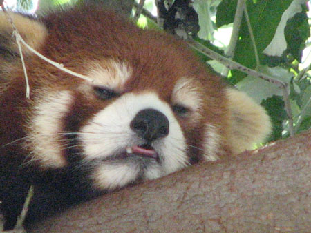 lesser-panda029
