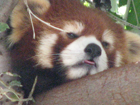 lesser-panda031