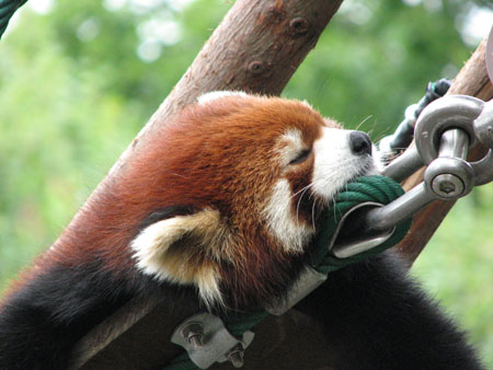 lesser-panda040