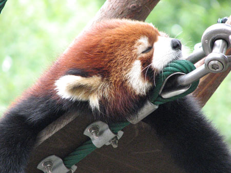lesser-panda041