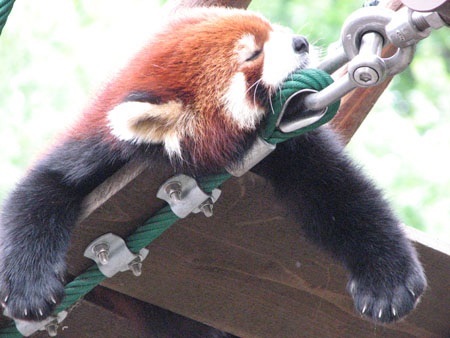 lesser-panda042