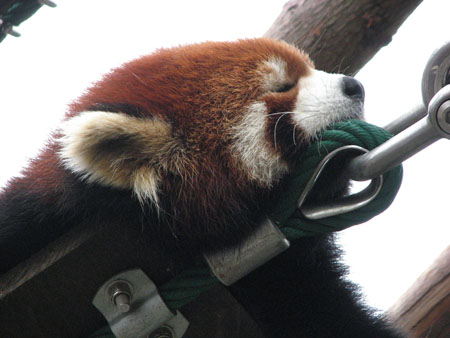 lesser-panda045