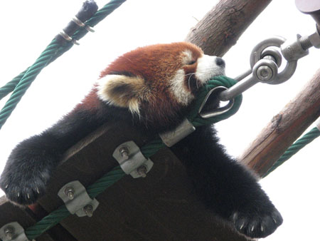 lesser-panda046