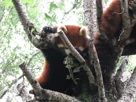 lesser-panda047