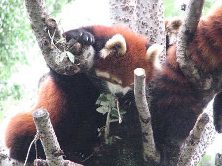 lesser-panda051