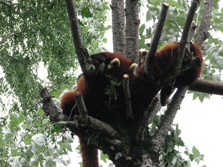 lesser-panda053