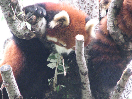 lesser-panda055