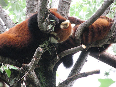 lesser-panda056