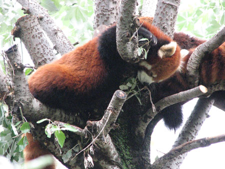lesser-panda057