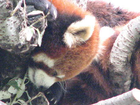 lesser-panda058