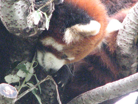 lesser-panda059