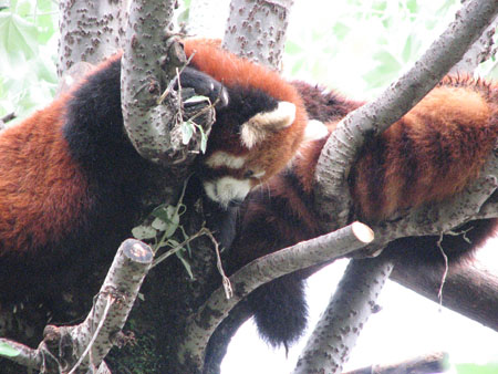 lesser-panda061