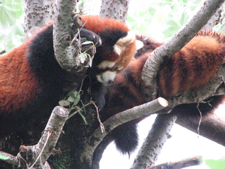 lesser-panda062