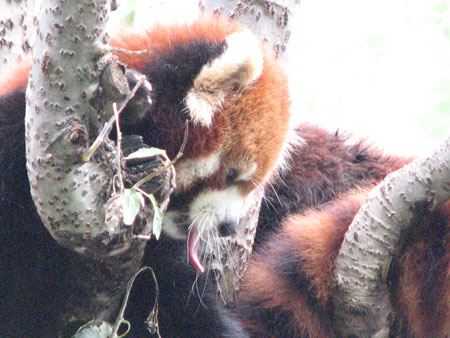 lesser-panda063