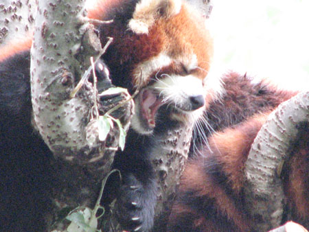 lesser-panda064