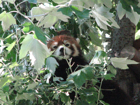 lesser-panda068