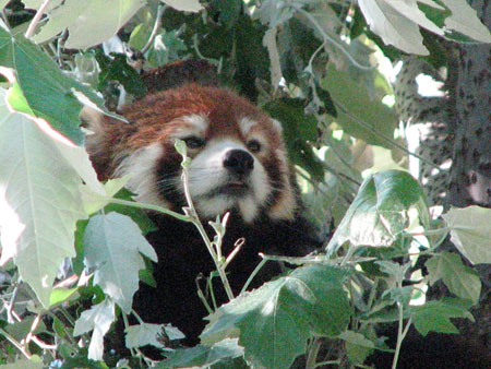 lesser-panda069