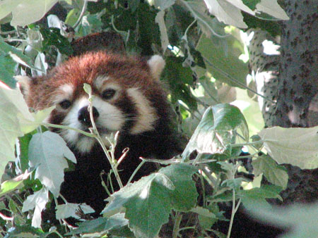 lesser-panda070