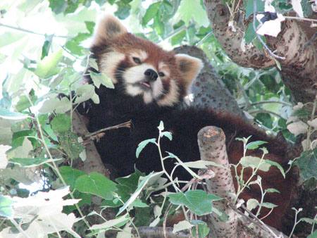 lesser-panda077