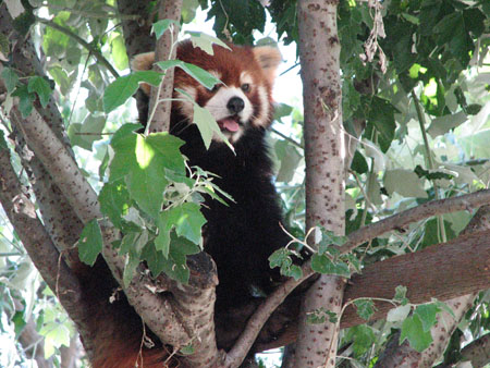 lesser-panda083