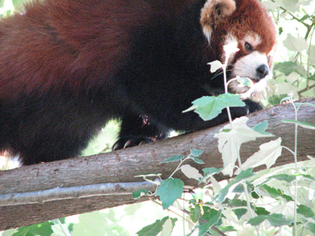 lesser-panda085
