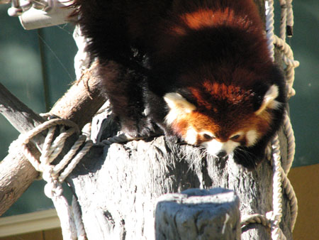 lesser-panda090