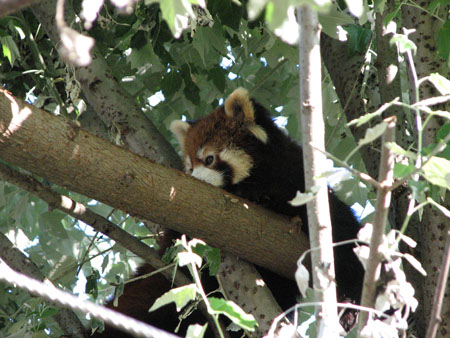 lesser-panda091