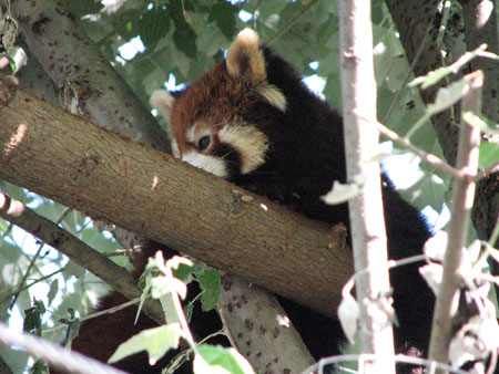lesser-panda092