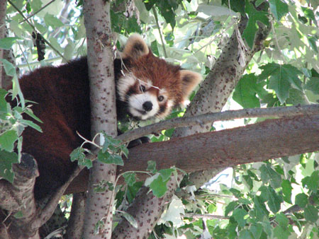 lesser-panda093