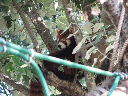 lesser-panda095