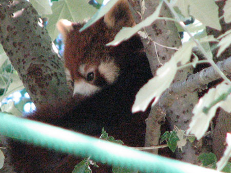 lesser-panda096
