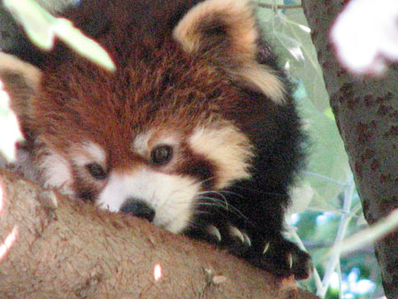 lesser-panda103