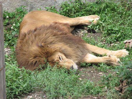 lion111