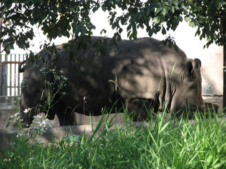 rhinoceros1