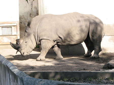 rhinoceros3