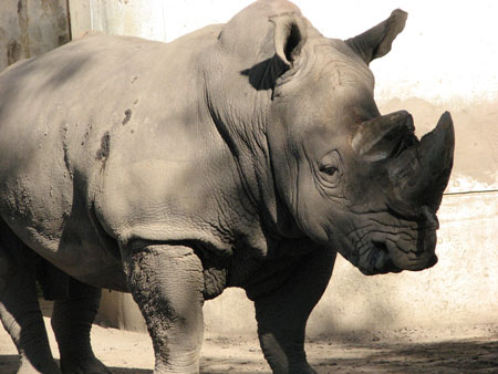 rhinoceros6